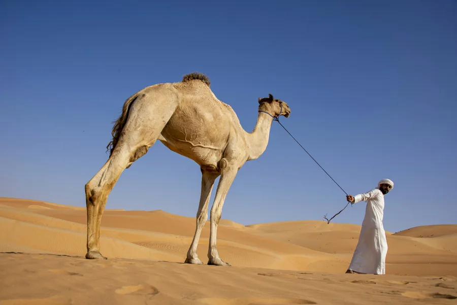 Camel and handler on the dunes of Liwa, Al Dhafra Region